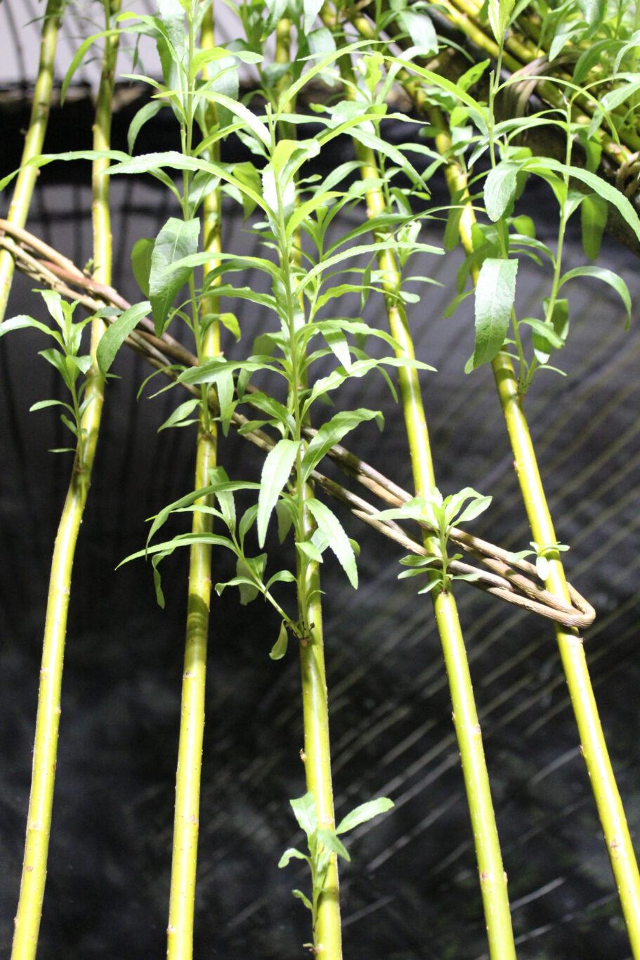 08 Sculpture Vivante 2013 Nathalie Levasseur artiste