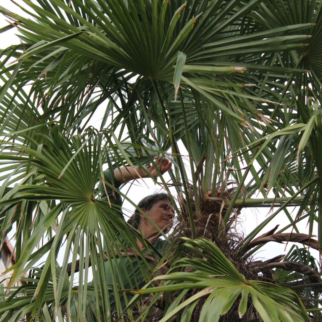 jardin matieres 2 8 palmier rameaux Recolte Nathalie Levasseur MRoux